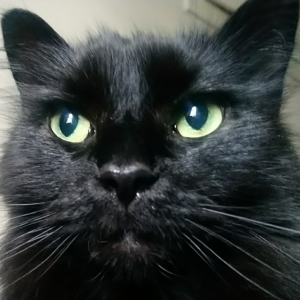 Meet your Posher, Vincent